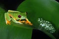 Red eye tree frog with eggs on a leaf. Royalty Free Stock Photo