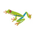 Red-eye tree frog flat design Royalty Free Stock Photo