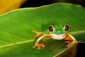 Red eye tree frog on a leaf. Royalty Free Stock Photo