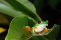 Red eye tree frog on a leaf. Royalty Free Stock Photo