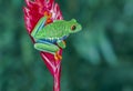 Red eye tree frog on red leaf Royalty Free Stock Photo