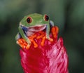 Red eye tree frog on red leaf Royalty Free Stock Photo