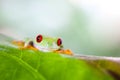 Red eye tree frog on leaf on colorful background Royalty Free Stock Photo