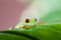 Red eye tree frog on leaf on colorful background Royalty Free Stock Photo