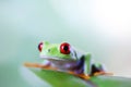 Red eye tree frog on leaf on colorful background Royalty Free Stock Photo