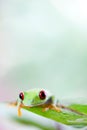 Red eye tree frog on leaf on colorful background Royalty Free Stock Photo