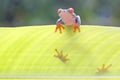 A red-eye tree frog is perched on a banana leaf. Royalty Free Stock Photo