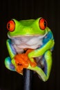 Red eye tree frog close up.