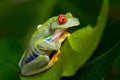 Red-Eyed Amazon Tree Frog (Agalychnis Callidryas) Royalty Free Stock Photo