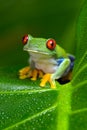 Red-Eyed Amazon Tree Frog (Agalychnis Callidryas) Royalty Free Stock Photo