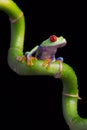 Red-Eyed Amazon Tree Frog (Agalychnis Callidryas) Royalty Free Stock Photo