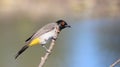 Red-eyed Bulbul - Beautiful Portrait from Africa Royalty Free Stock Photo