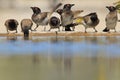 Red-Eyed Bulbul - Colorful Bird Background - Water is Life and Color is Beautiful