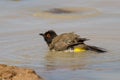 Red eyed bulbul having a bath to cool down