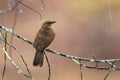 Red-eyed Bulbul - Pycnonotus brunneus