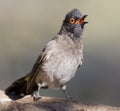 Red-eyed Bulbul sitting on a rock ready to fly