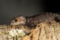 Red eyed crocodile skink on a tree trunk