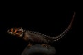 Red eyed crocodile skink Tribolonotus gracilis