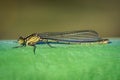 Red-eyed damselfly Erythromma najas damselfy perched on green boat