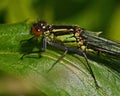 Red-eyed Damselfly, Erythromma najas female Royalty Free Stock Photo