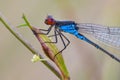 Red-eyed damselfly sitting on a meadow grass Royalty Free Stock Photo