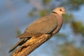 Red-eyed dove Royalty Free Stock Photo