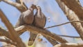 Red-eyed Dove Couple on Bare Tree Branch