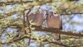 Red-eyed Dove Couple on Branch
