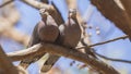 Red-eyed Dove Couple on Tree Branch