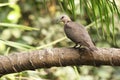 Red-eyed dove in Gambia Royalty Free Stock Photo