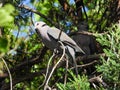 Red-eyed dove isolated in the great outdoors Royalty Free Stock Photo