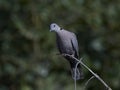 Red-eyed dove Streptopelia semitorquata Royalty Free Stock Photo