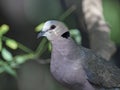 Red-eyed dove Streptopelia semitorquata Royalty Free Stock Photo