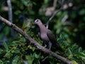 Red-eyed dove Streptopelia semitorquata Royalty Free Stock Photo