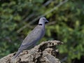 Red-eyed dove Streptopelia semitorquata Royalty Free Stock Photo