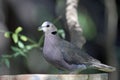 Red-eyed dove Streptopelia semitorquata Royalty Free Stock Photo