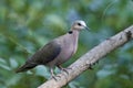 Red-eyed dove Streptopelia semitorquata Royalty Free Stock Photo