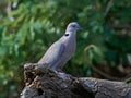 Red-eyed Dove Streptopelia semitorquata Royalty Free Stock Photo