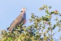 Red-eyed Dove Royalty Free Stock Photo