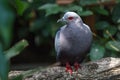 Red-eyed dove Royalty Free Stock Photo