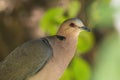 Red-eyed Dove - Streptopelia semitorquata Royalty Free Stock Photo