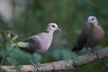 Red-eyed Dove Streptopelia semitorquata Royalty Free Stock Photo