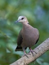 Red-eyed Dove Streptopelia semitorquata Royalty Free Stock Photo