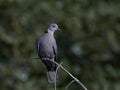 Red-eyed Dove Streptopelia semitorquata Royalty Free Stock Photo