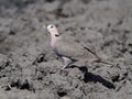 Red-eyed dove, Streptopelia semitorquata Royalty Free Stock Photo