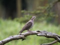 Red-eyed dove, Streptopelia semitorquata Royalty Free Stock Photo