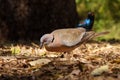 The red-eyed dove Streptopelia semitorquata sitting on the ground, in the background a starling Royalty Free Stock Photo