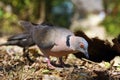 The red-eyed dove Streptopelia semitorquata sitting on the ground.Dove photographed low above the ground with a wide-angle lens Royalty Free Stock Photo