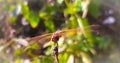 Red eyed dragonfly rest on tip of branch in morning Royalty Free Stock Photo