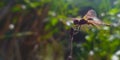 Red eyed dragonfly resting on tip of tree branch at morning Royalty Free Stock Photo